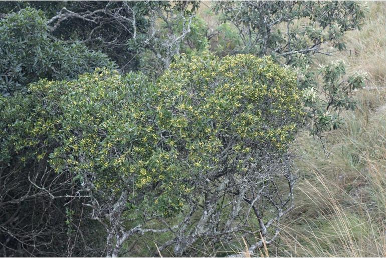 Ekebergia pterophylla 5562