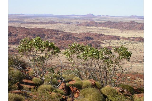 Gewone zuidelijke Eucalyptus Gewone zuidelijke Eucalyptus