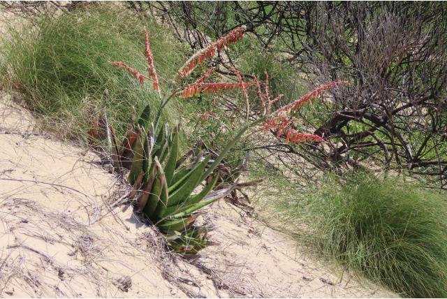 Gasteria met kromzwaardvormig blad