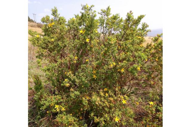 Teruggerold hertshooi Teruggerold hertshooi