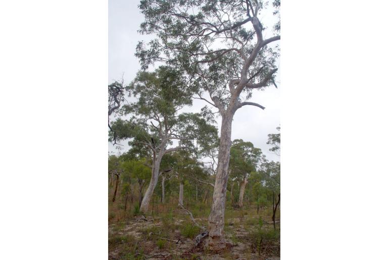 Eucalyptus pachycalyx 5596