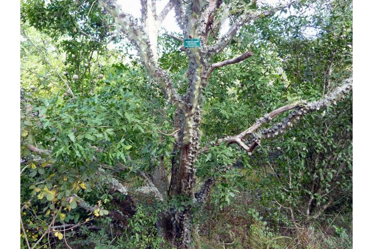 Zanthoxylum capense -5604