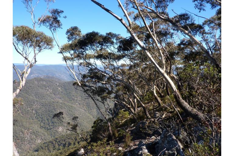 Eucalyptus stenostoma 5610