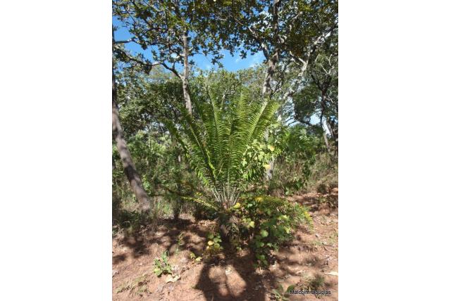 Mulanje broodboom