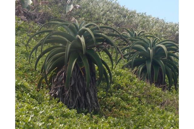 Thrask's aloë