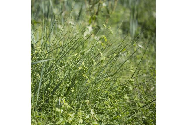 Subulate rus