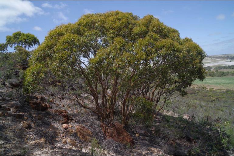 Eucalyptus suberea 5632