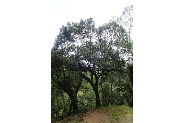 kaapse macaranga