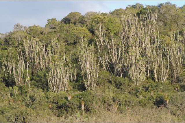 Driehoekige wolfsmelk Driehoekige wolfsmelk