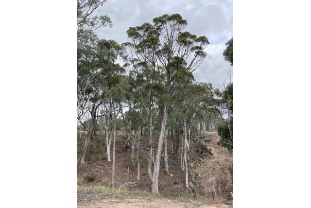 Breekbaar-blad Eucalyptus Breekbaar-blad Eucalyptus