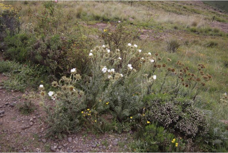 Berkheya cirsiifolia -5641