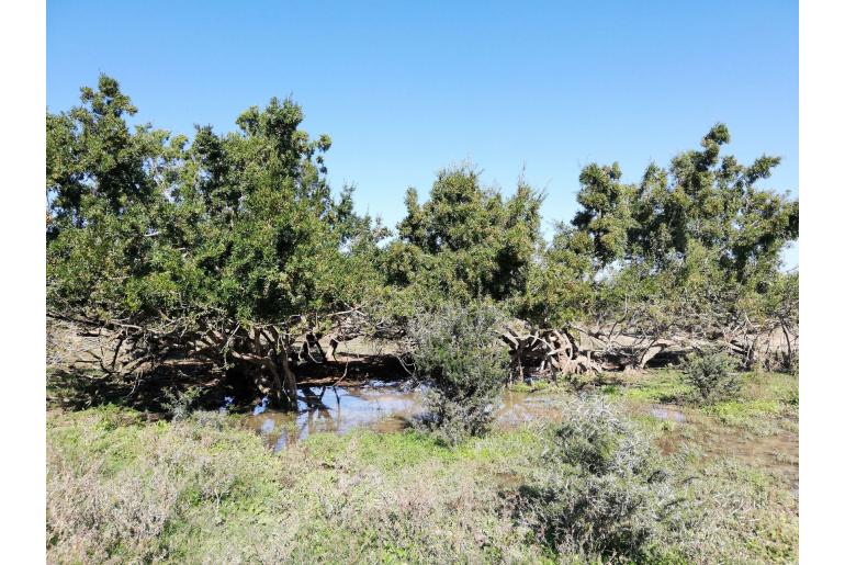Combretum caffrum -5643