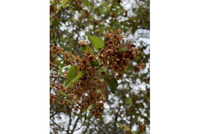 Herfstdombeya