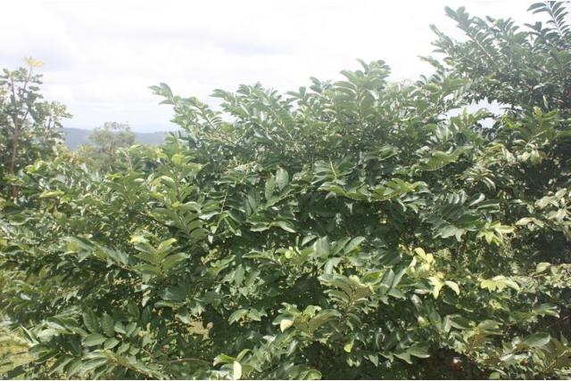 Discvormige margaritaria
