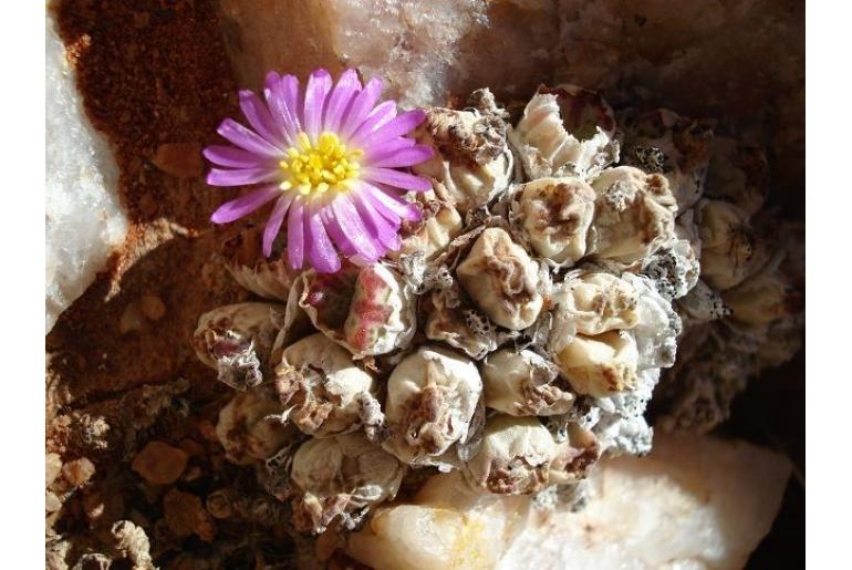 Conophytum marginatum ssp haramoepense 5652