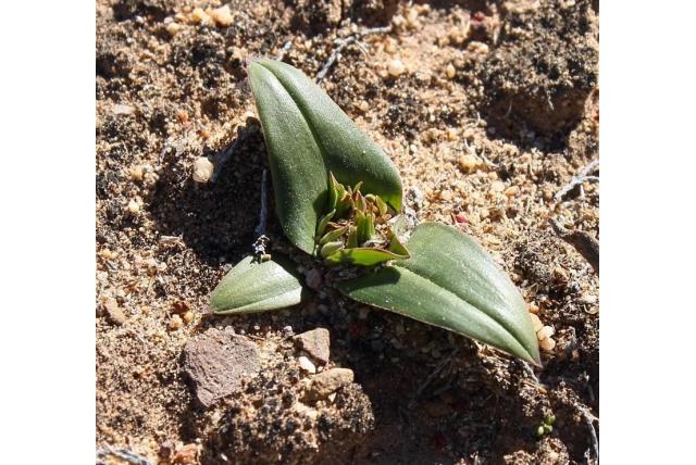 Scherp puntige androcymbium
