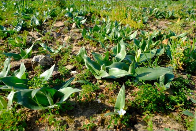 Eucomis-achtige androcymbium