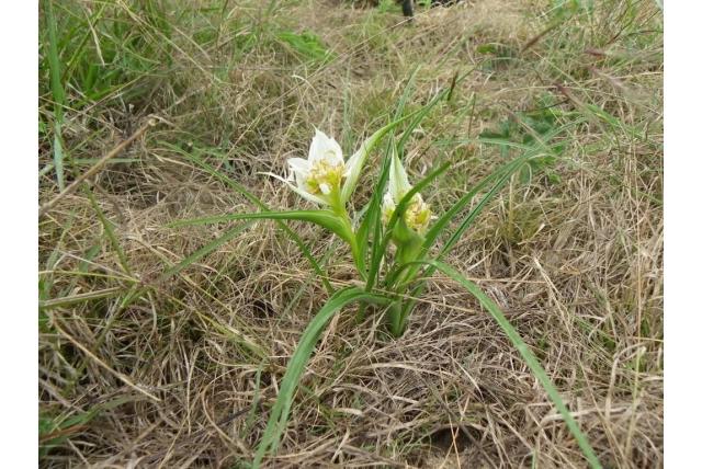Afrikaanse krokus