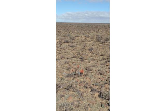 Karoo aloë