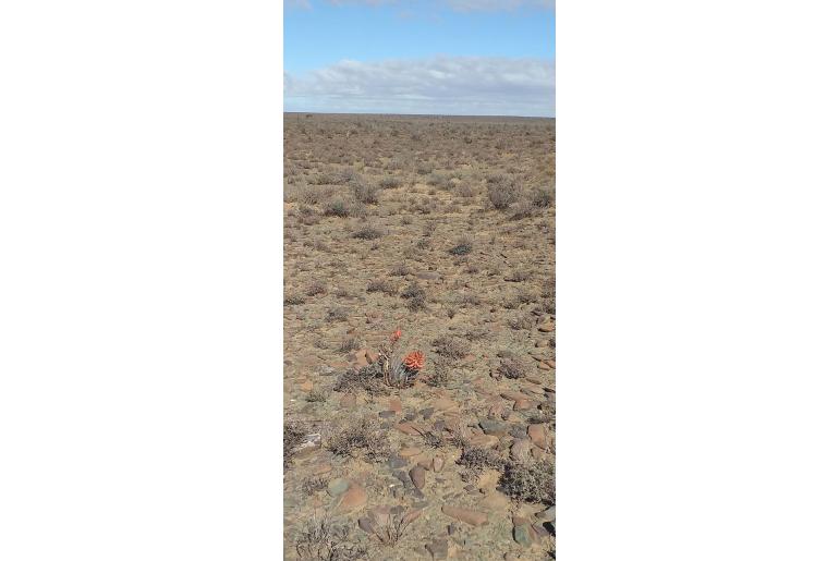 Aloe longistyla -5665