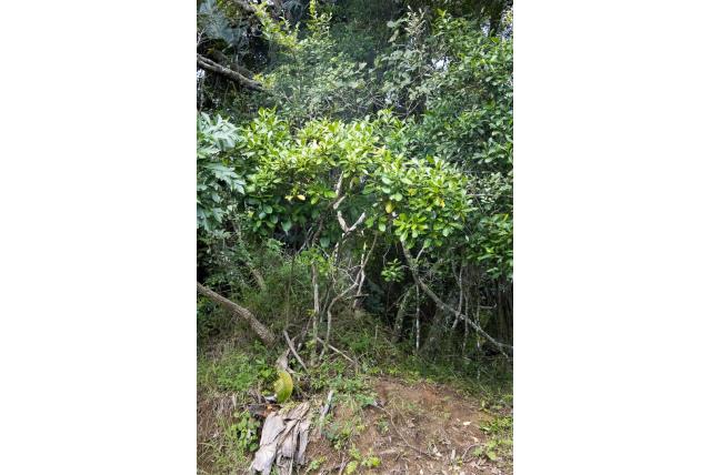 Kaapse psychotria