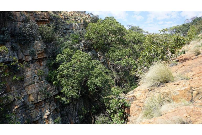 Rauvolfia afra&nbsp;5668