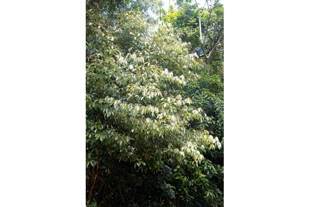Natal englerophytum