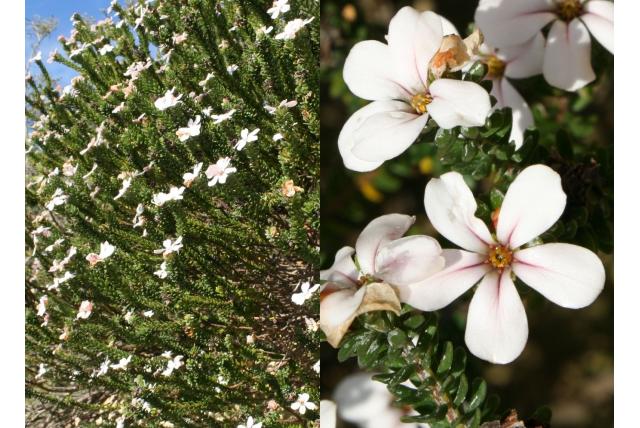 Agulhas Chinabloem