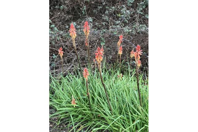 Vroegbloeiende fakkellelie Vroegbloeiende fakkellelie