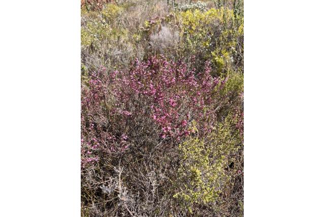 Zwangere heide Zwangere heide