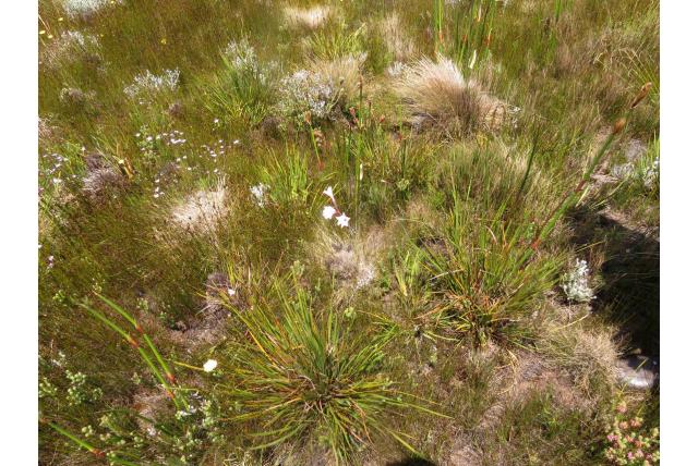 Pappe's Gladiolus Pappe's Gladiolus