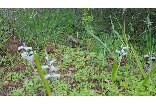 Middelste lachenalia Middelste lachenalia