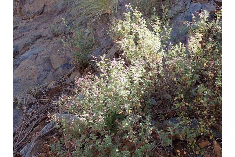 Pelargonium exstipulatum 5696
