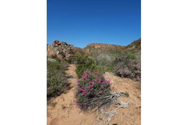 Magenta-bloemige geranium