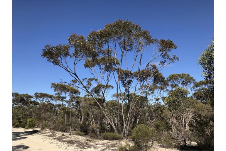 Eucalyptus tumida 5699