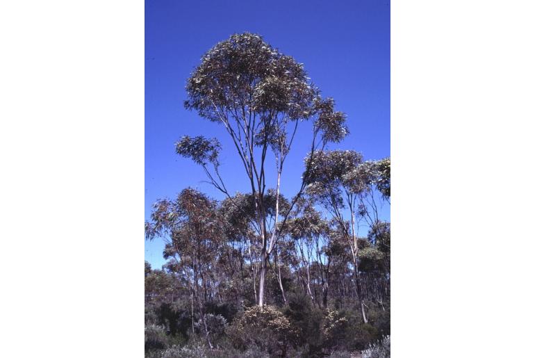 Eucalyptus valens 5702