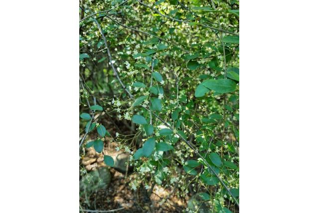 Gymnosporia van Mozambique