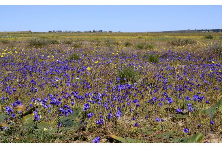 Geissorhiza splendidissima -5705