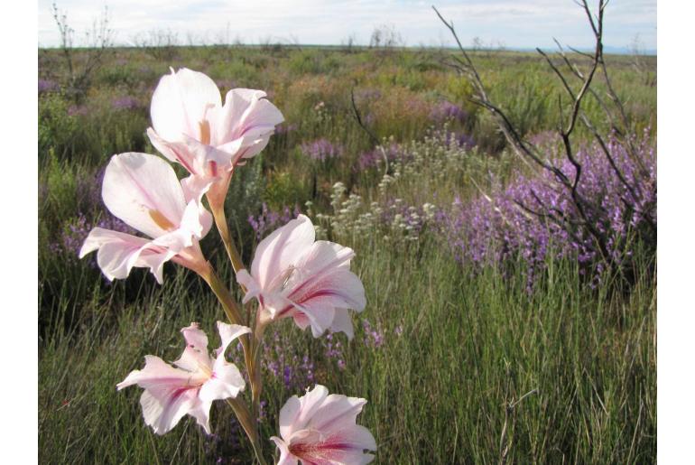 Gladiolus caryophyllaceus 5708