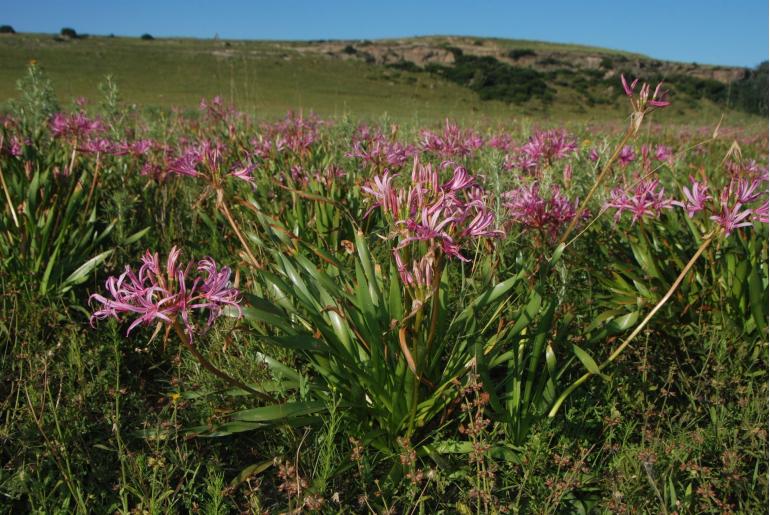 Nerine krigei -5712