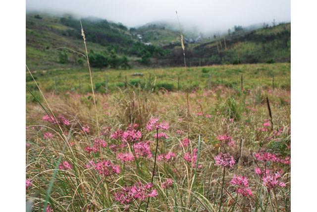 Golvend blad nerine