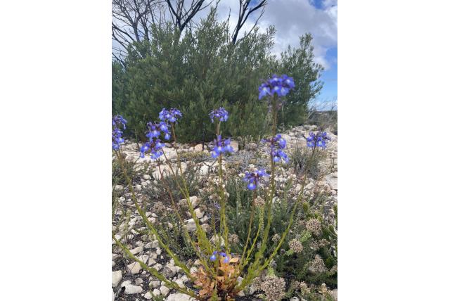 Galjoenbloem