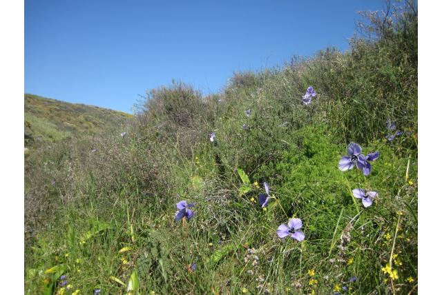 Grote helmknoppen moraea