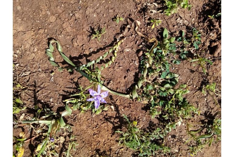 Moraea pritzeliana -5717