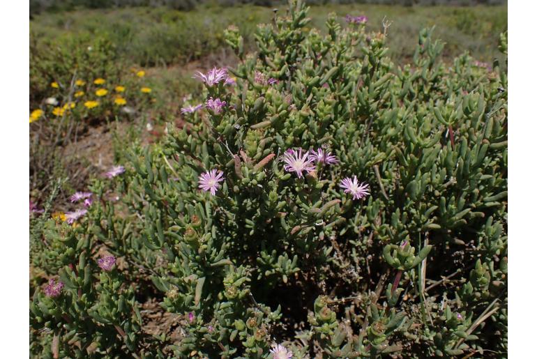 Delosperma calycinum&nbsp;5722
