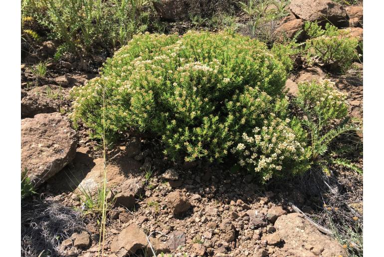 Crassula sarcocaulis 5733
