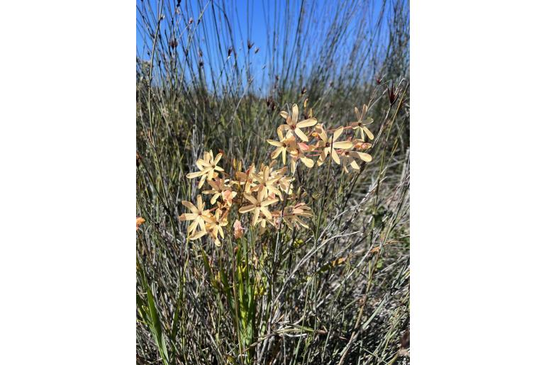 Ixia paniculata 5741