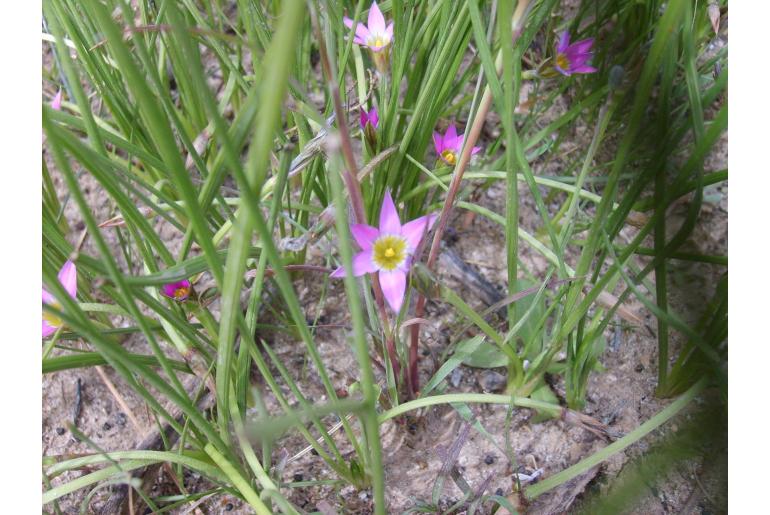 Romulea rosea var rosea Romulea rosea var rosea -5744