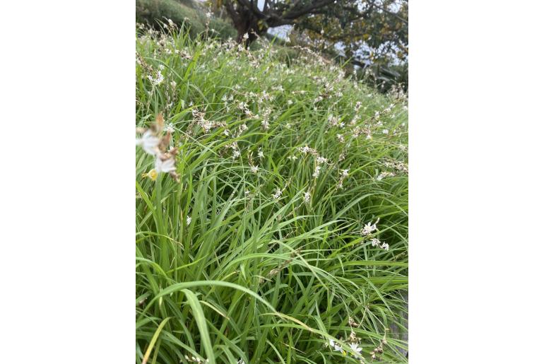 Chlorophytum saundersiae -5746