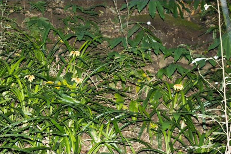Clivia gardenii -5747